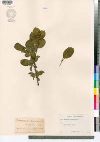 Rhamnus cathartica image