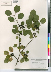 Rhamnus cathartica image