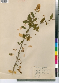 Ligustrum vulgare image