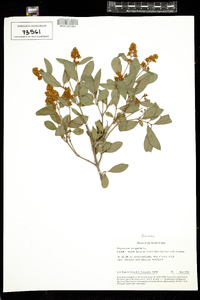 Ligustrum vulgare image