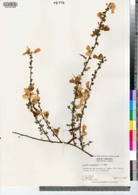 Cytisus scoparius image