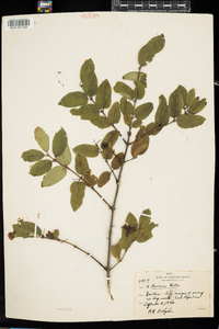 Lonicera bella image