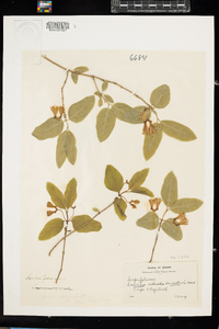 Lonicera canadensis image