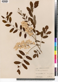 Robinia pseudoacacia image