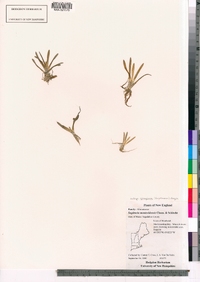 Sagittaria calycina var. spongiosa image