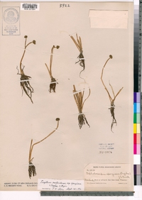 Sagittaria calycina var. spongiosa image