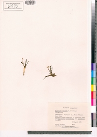 Image of Sagittaria filiformis