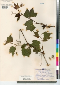 Image of Ampelopsis glandulosa
