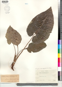 Eurybia macrophylla image