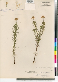 Ionactis linariifolius image