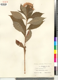 Oclemena acuminata image