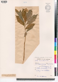 Oclemena acuminata image