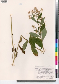 Oclemena acuminata image