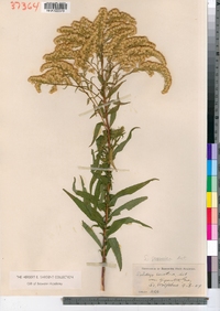 Solidago gigantea image