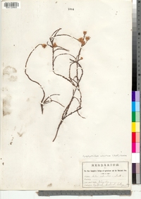 Image of Symphyotrichum adnatum
