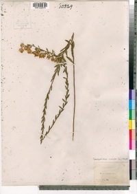 Symphyotrichum concolor image