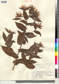 Symphyotrichum cusickii image