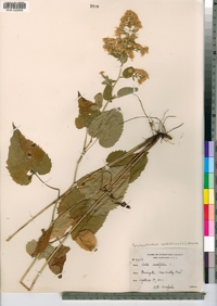 Symphyotrichum cordifolium image