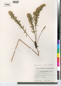 Symphyotrichum ericoides image