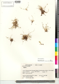 Sagina procumbens image