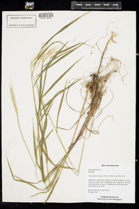 Elymus hystrix image