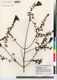 Image of Aureolaria pectinata