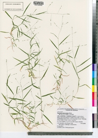 Panicum verrucosum image