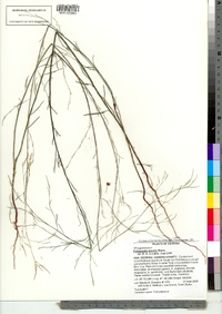 Image of Polygonella gracilis