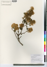 Fothergilla gardenii image