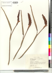 Pontederia cordata var. lancifolia image