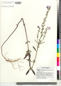 Image of Scutellaria multiglandulosa
