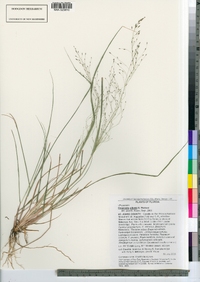 Image of Eragrostis elliottii