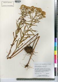 Euthamia graminifolia image