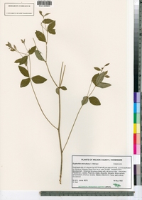 Image of Euphorbia mercurialina