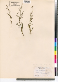 Symphyotrichum tradescantii image