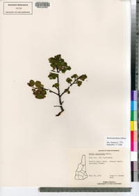 Betula glandulosa image