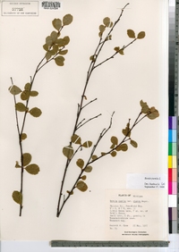 Betula pumila image