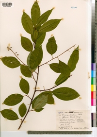 Prunus serotina image