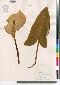 Zantedeschia aethiopica image