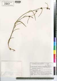 Image of Tradescantia pinetorum