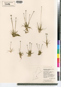 Eriocaulon parkeri image