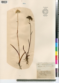 Lachnanthes caroliniana image