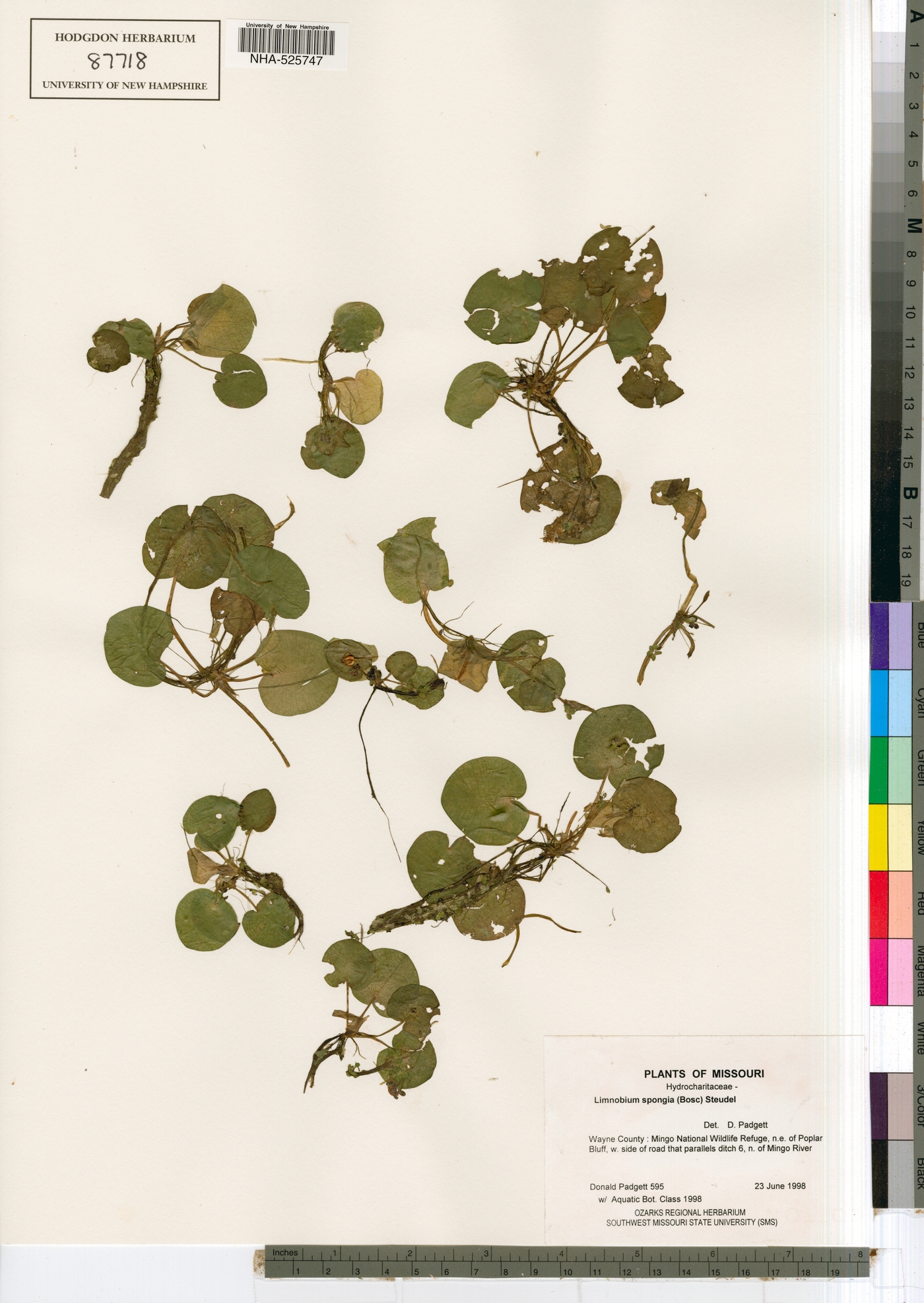 Hydrocharitaceae image