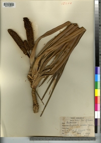 Image of Freycinetia arborea