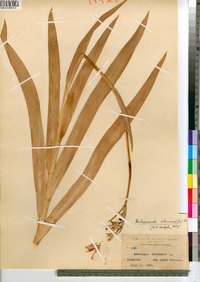 Belamcanda chinensis image