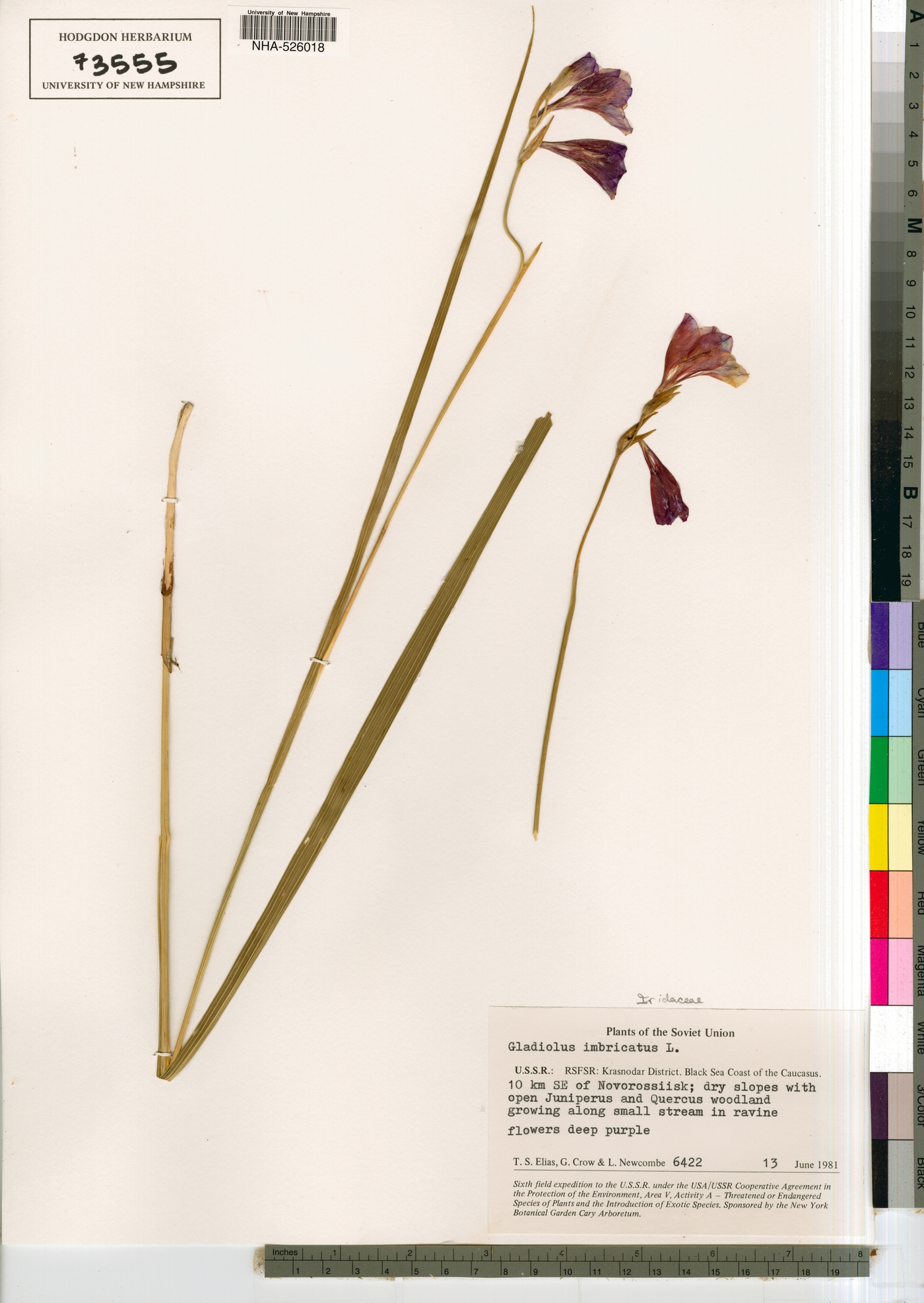 Gladiolus image