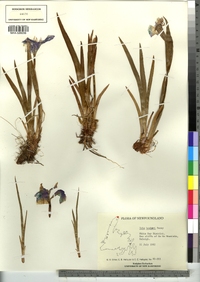 Iris setosa var. canadensis image