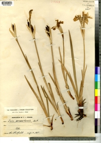 Image of Iris missouriensis