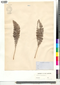 Achillea millefolium image