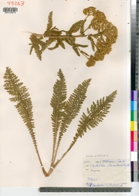 Achillea millefolium image